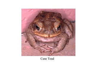 Cane Toad