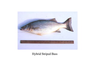 Hybrid Striped Bass