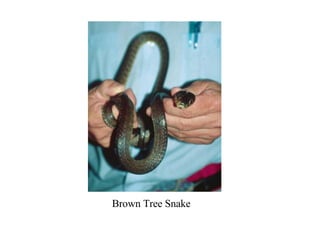 Brown Tree Snake