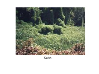 Kudzu