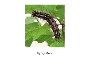 Gypsy Moth