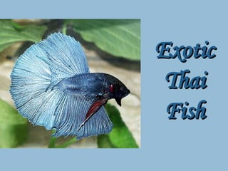 Thai Exotic Fish 