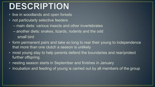• live in woodlands and open forests
• not particularly selective feeders
– main diets: various insects and other invertebrates
– another diets: snakes, lizards, rodents and the odd
small bird
• form permanent pairs and take so long to rear their young to independence
that more than one clutch a season is unlikely
• most young stay to help parents defend the boundaries and rear/protect
further offspring.
• nesting season starts in September and finishes in January
• Incubation and feeding of young is carried out by all members of the group
 