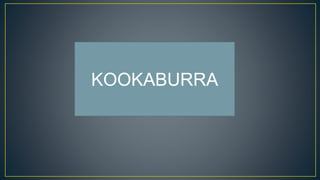 KOOKABURRA
 