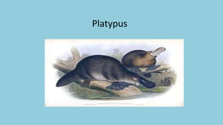 Platypus
 
