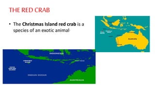 • The Christmas Island red crab is a
species of an exotic animal.
THE RED CRAB
 