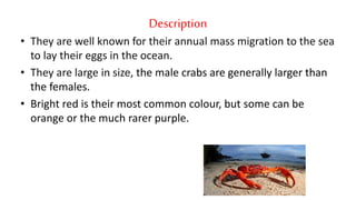 Description
• They are well known for their annual mass migration to the sea
to lay their eggs in the ocean.
• They are large in size, the male crabs are generally larger than
the females.
• Bright red is their most common colour, but some can be
orange or the much rarer purple.
 