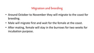 Migrationand breeding
• Around October to November they will migrate to the coast for
breeding.
• Male will migrate first and wait for the female at the coast.
• After mating, female will stay in the burrows for two weeks for
incubation purpose.
 
