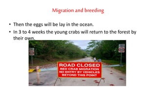 • Then the eggs will be lay in the ocean.
• In 3 to 4 weeks the young crabs will return to the forest by
their own.
Migrationand breeding
 