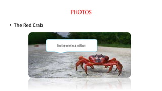 PHOTOS
• The Red Crab
I’m the one in a million!
 