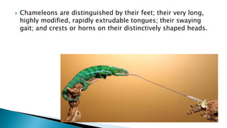  Chameleons are distinguished by their feet; their very long,
highly modified, rapidly extrudable tongues; their swaying
gait; and crests or horns on their distinctively shaped heads.
 