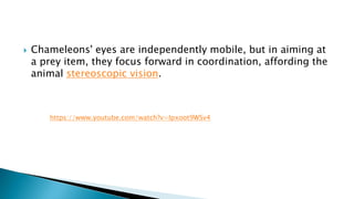  Chameleons' eyes are independently mobile, but in aiming at
a prey item, they focus forward in coordination, affording the
animal stereoscopic vision.
https://www.youtube.com/watch?v=Ipxoot9WSv4
 