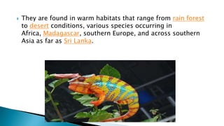  They are found in warm habitats that range from rain forest
to desert conditions, various species occurring in
Africa, Madagascar, southern Europe, and across southern
Asia as far as Sri Lanka.
 