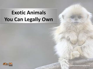 Exotic Animals
You Can Legally Own
http://www.PetsGroomingTips.com
 