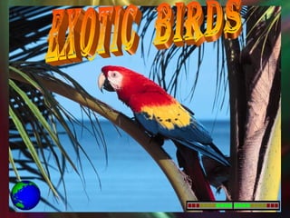 exotic  birds 
