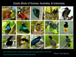 Exotic Birds of Guinea, Australia, & Indonesia
http://timlaman.com/ - /photo-galleries/birds-of-paradise/BOP-111017-044
https://www.youtube.com/embed/REP4S0uqEOc
Music: Julio Iglesias
 