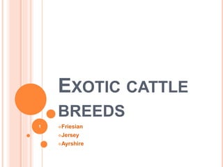EXOTIC CATTLE
BREEDS
Friesian
Jersey
Ayrshire
1
 