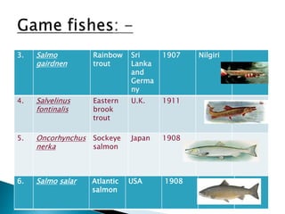 Exotic fish introduction to india and their impact on indigenous