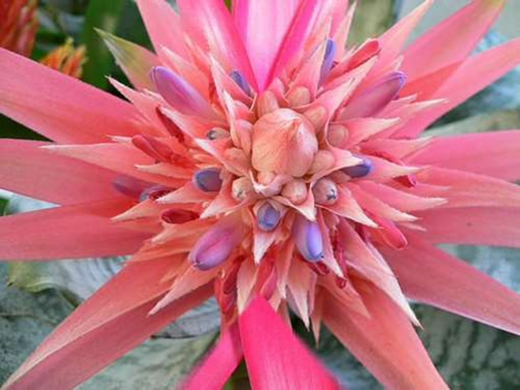 Exotic Flora