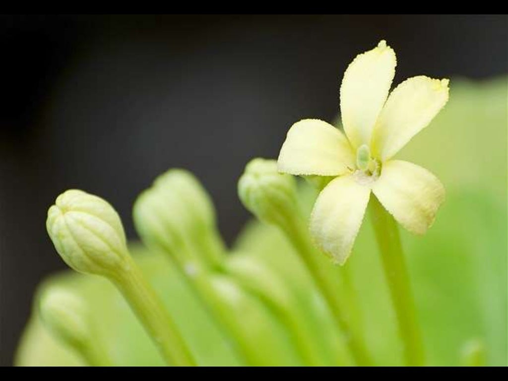 Exotic Flora