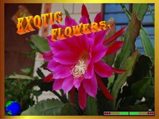 exotic FLOWERS. 