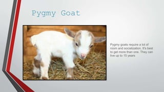 Pygmy Goat
Pygmy goats require a lot of
room and socialization. It's best
to get more than one. They can
live up to 15 years
 