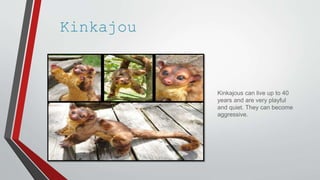 Kinkajou
Kinkajous can live up to 40
years and are very playful
and quiet. They can become
aggressive.
 