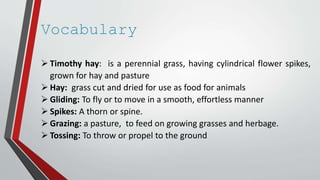 Vocabulary
 Timothy hay: is a perennial grass, having cylindrical flower spikes,
grown for hay and pasture
 Hay: grass cut and dried for use as food for animals
 Gliding: To fly or to move in a smooth, effortless manner
 Spikes: A thorn or spine.
 Grazing: a pasture, to feed on growing grasses and herbage.
 Tossing: To throw or propel to the ground
 