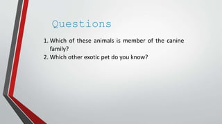 Questions
1. Which of these animals is member of the canine
family?
2. Which other exotic pet do you know?
 