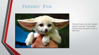 Fennec Fox
Fennec foxes only ever weight
about 3 pounds. They easily
trained and can learn to use a
litter box.
 