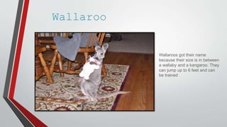 Wallaroo
Wallaroos got their name
because their size is in between
a wallaby and a kangaroo. They
can jump up to 6 feet and can
be trained
 