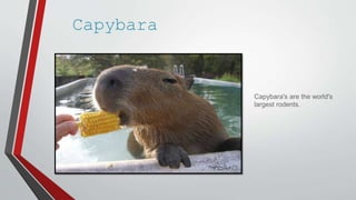 Capybara
Capybara's are the world's
largest rodents.
 