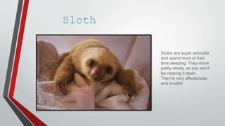 Sloth
Sloths are super adorable
and spend most of their
time sleeping. They move
pretty slowly, so you won't
be chasing it down.
They're very affectionate
and lovable
 