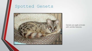 Spotted Genets
Genets are agile animals
with cat-like features.
 