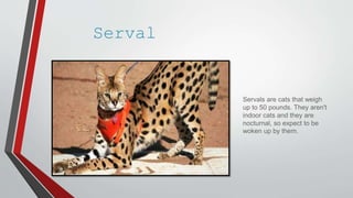 Serval
Servals are cats that weigh
up to 50 pounds. They aren't
indoor cats and they are
nocturnal, so expect to be
woken up by them.
 