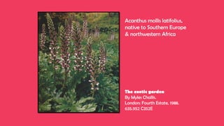 Acanthus mollis latifolius,
native to Southern Europe
& northwestern Africa
The exotic garden
By Myles Challis.
London: Fourth Estate, 1988.
635.952 C352E
 