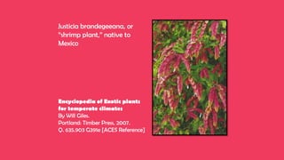 Justicia brandegeeana, or
“shrimp plant,” native to
Mexico
Encyclopedia of Exotic plants
for temperate climates
By Will Giles.
Portland: Timber Press, 2007.
Q. 635.903 G391e [ACES Reference]
 