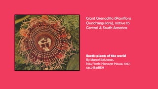 Giant Grenadilla (Passiflora
Quadrangularis), native to
Central & South America
Exotic plants of the world
By Marcel Belvianes.
New York: Hanover House, 1957.
581.9 B41BEH
 