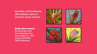 Examples of Bromeliaceae
(Bromeliads), native to
Central & South America
Exotic plant manual
By Alfred Byrd Graf.
East Rutherford, New
Jersey: Roehrs Co., 1978.
634.35 G757EX1978
[ACES Reference]
 