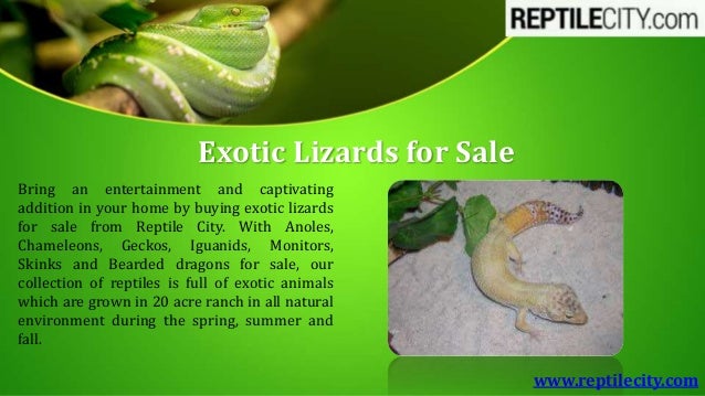 exotic lizards for sale