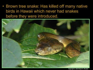 • Brown tree snake: Has killed off many native
birds in Hawaii which never had snakes
before they were introduced.
Copyright © 2010 Ryan P. Murphy
 