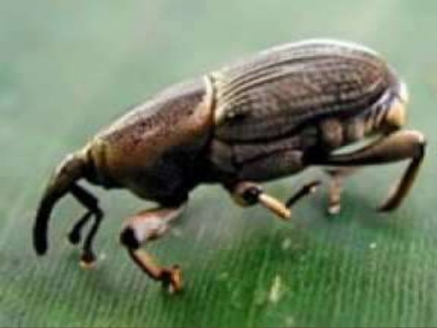 Exotic Species P - Anal Pantyhose Sex