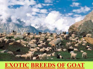 EXOTIC BREEDS OF GOAT
 
