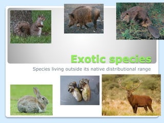 Exotic species
Species living outside its native distributional range
 