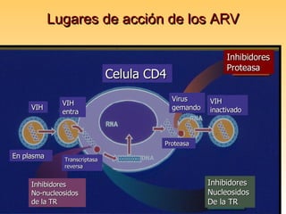 Lugares de acción de los ARV Celula CD4 VIH En plasma VIH entra Transcriptasa reversa Inhibidores  No-nucleosidos de la TR Inhibidores NucleosidosDe la TR Inhibidores Proteasa Proteasa Virus gemando VIH inactivado 