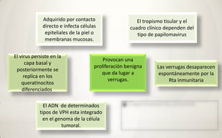 Adquirido por contacto                    El tropismo tisular y el
              directo e infecta células              cuadro clínico dependen del
               epiteliales de la piel o                 tipo de papilomavirus
               membranas mucosas.


El virus persiste en la
                                          Provocan una
      capa basal y
                                      proliferación benigna     Las verrugas desaparecen
 posteriormente se
                                         que da lugar a          espontáneamente por la
     replica en los
                                             verrugas.               Rta inmunitaria
    queratinocitos
    diferenciados.

              El ADN de determinados
            tipos de VPH esta integrado
              en el genoma de la célula
                      tumoral.
 