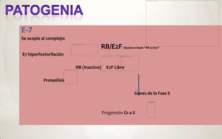 E-7
Se acopla al complejo:
                                     RB/E2F hipofosrorilado “RB activo”
E7 hiperfosforilación

                         RB (Inactivo)     E2F Libre

           Proteólisis

                                                         Genes de la Fase S



                                         Progresión G1 a S
 