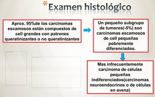 *
   Aprox. 95%de los carcinomas             Un pequeño subgrupo
 escamosos están compuestos de              de tumores(-5%) son
     cell grandes con patrones            carcinomas escamosos
queratinizantes o no queratinizantes          de cell pequeñas
                                                pobremente
                                               diferenciados.


                                           Mas infrecuentemente
                                           carcinoma de células
                                                 pequeñas
                                        indiferenciados(carcinomas
                                       neuroendocrinos o de células
                                                 en avena)
 
