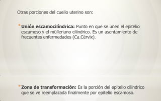 Otras porciones del cuello uterino son:


* Unión escamocilíndrica: Punto en que se unen el epitelio
  escamoso y el mülleriano cilíndrico. Es un asentamiento de
  frecuentes enfermedades (Ca.Cérvix).




* Zona de transformación: Es la porción del epitelio cilíndrico
  que se ve reemplazada finalmente por epitelio escamoso.
 