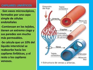 CAPILARES LINFÁTICOS
-Son vasos microscópicos,
formados por una capa
simple de células
endoteliales
-Comienzan en los tejidos,
tienen un extremo ciego y
sus paredes son mucho
más permeables.
-Se calcula que un 10% del
líquido intersticial se
reabsorbe hacia los
capilares linfáticos, y el
resto a los capilares
venosos.
 